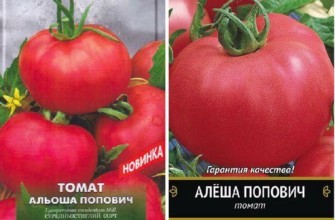 มะเขือเทศลูกผสม