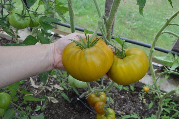 Tomates vertes