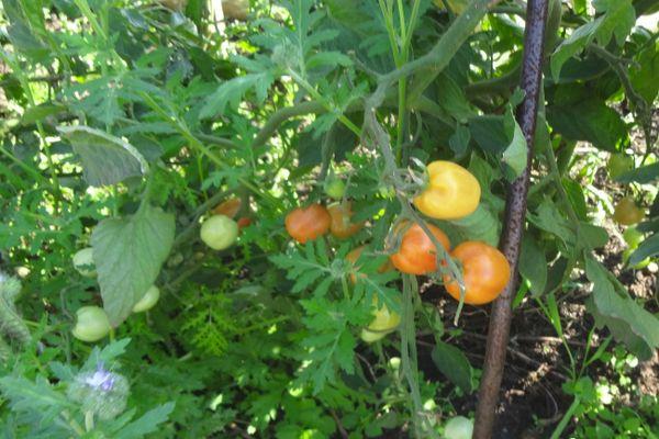 การปลูกมะเขือเทศ