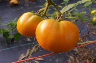 มะเขือเทศสีส้ม