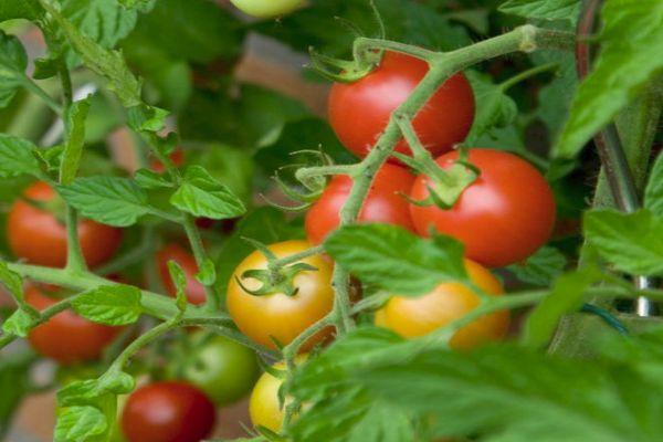 Cultiver des tomates
