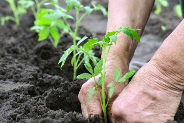 การปลูกมะเขือเทศ