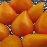 Tomates oranges