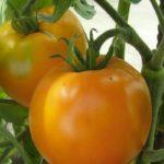 มะเขือเทศสีส้ม