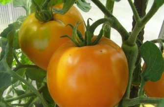 มะเขือเทศสีส้ม