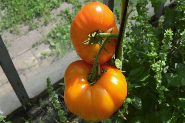 มะเขือเทศสีส้ม