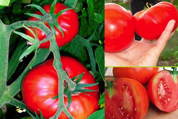 มะเขือเทศสีแดง