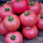 Tomates uniques