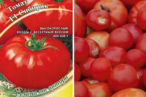 Caractéristiques et description de la variété de tomate Sibiryak f1, son rendement
