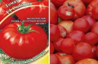 มะเขือเทศซิบิรยัค f1