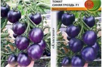 มะเขือเทศสีฟ้า