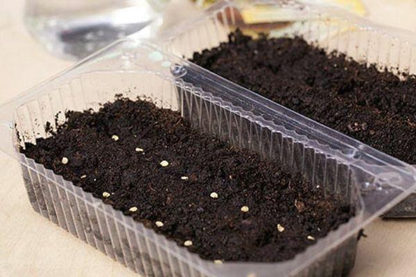 semis dans un conteneur