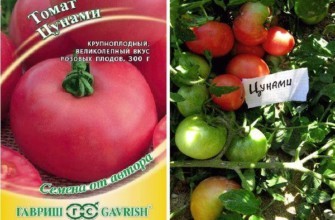 มะเขือเทศสึนามิ