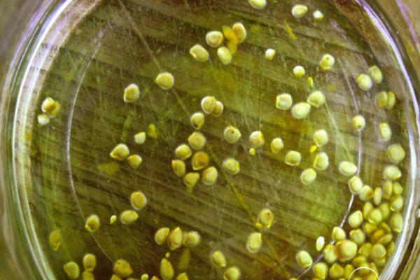 เมล็ดพันธุ์ในน้ำ