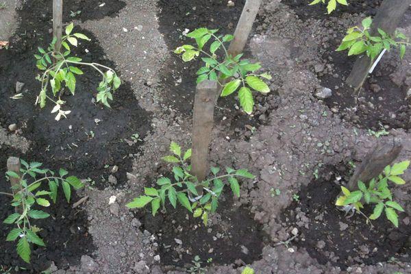 ต้นกล้ามะเขือเทศ