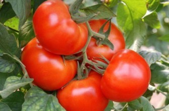 มะเขือเทศลูกผสม