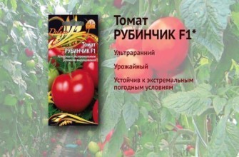 มะเขือเทศลูกผสม