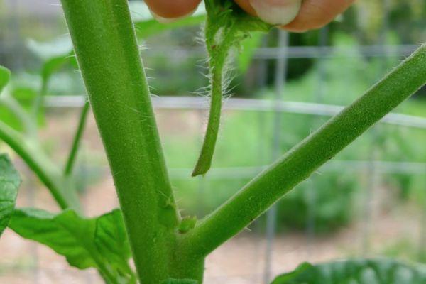 การเด็ดยอดข้างของมะเขือเทศออก