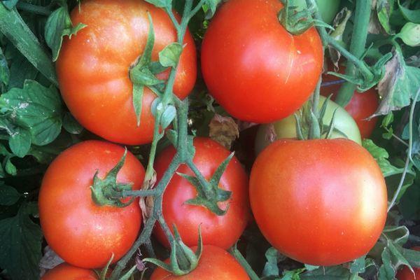 ต้นมะเขือเทศ