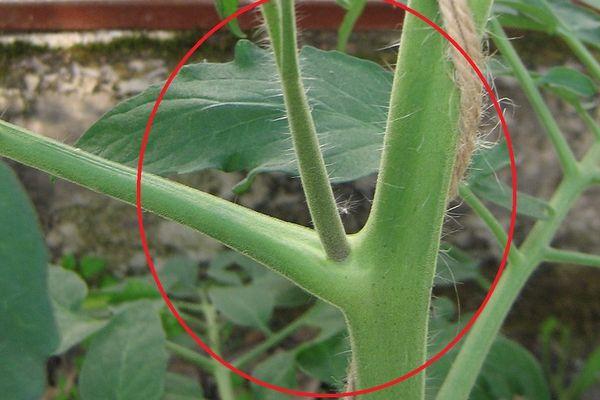 การเด็ดยอดข้างของมะเขือเทศออก