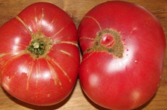 มะเขือเทศขนาดใหญ่