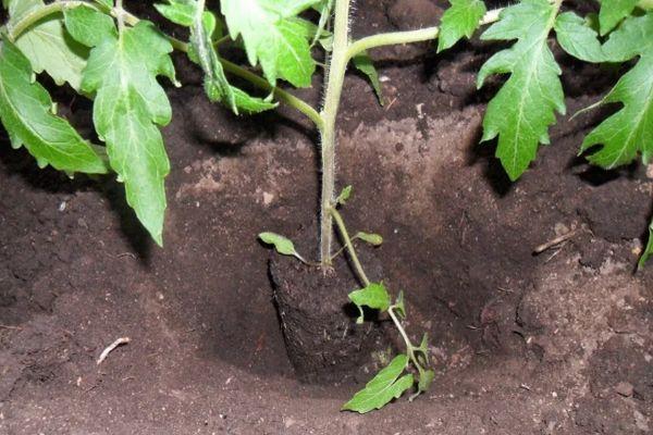 การปลูกมะเขือเทศ