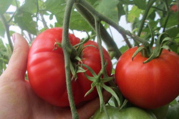 มะเขือเทศสุก