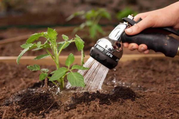 การรดน้ำมะเขือเทศ