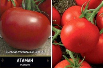 มะเขือเทศอะตามัน