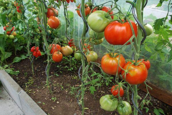 มะเขือเทศในเรือนกระจก