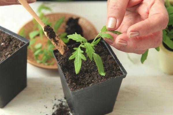 ต้นกล้ามะเขือเทศ