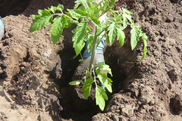 การปลูกมะเขือเทศ