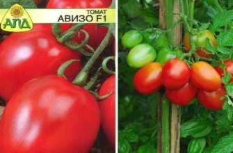 ไฮบริด อาวิโซ