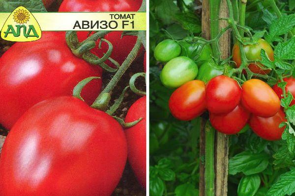 ไฮบริด อาวิโซ