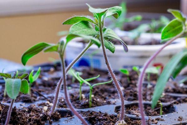 ถั่วงอกมะเขือเทศ