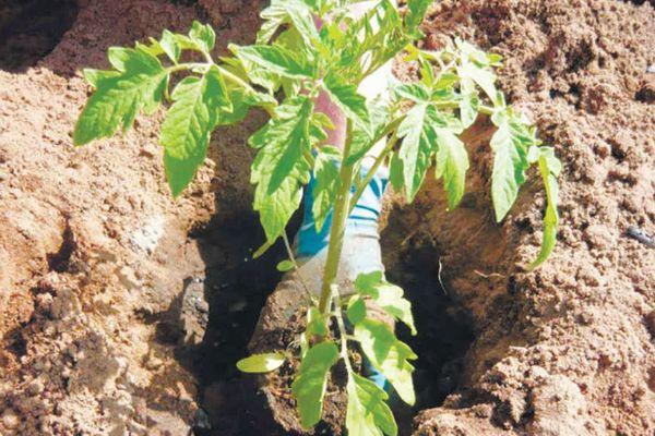 การปลูกมะเขือเทศ