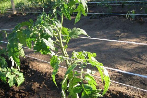 มะเขือเทศมัดไว้