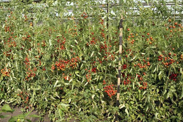 Cultiver des tomates