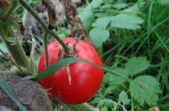 มะเขือเทศเบอร์เบรานา