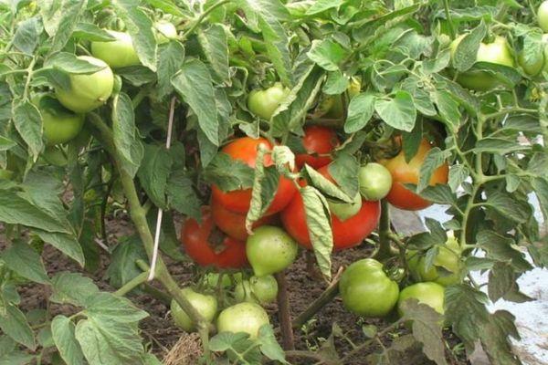 มะเขือเทศสีเขียว