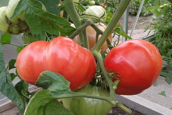 การปลูกมะเขือเทศ