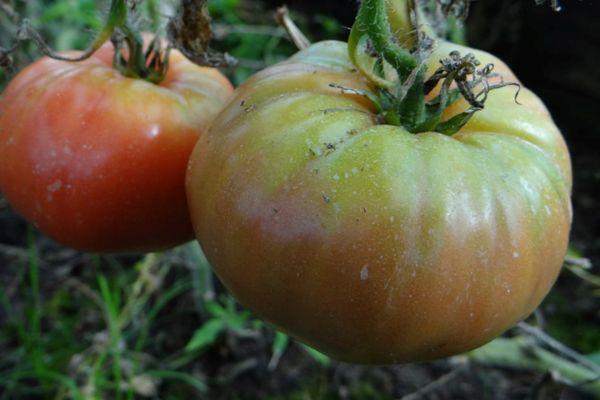 มะเขือเทศขนาดใหญ่