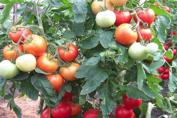 ต้นมะเขือเทศ