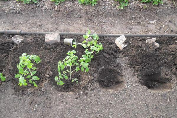 Tomates en pleine terre
