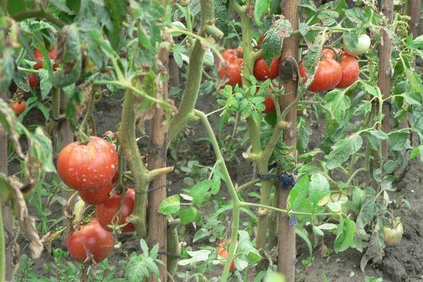 Cultiver des tomates