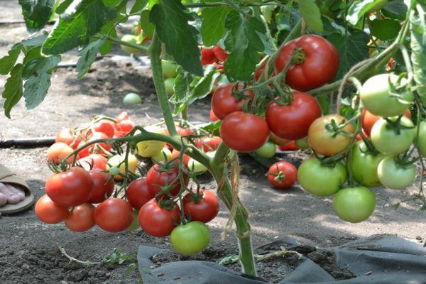 buisson de tomates