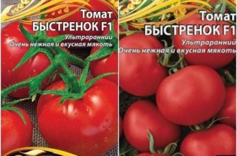 มะเขือเทศ Bystryonok