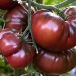 มะเขือเทศสีดำ