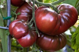 มะเขือเทศสีดำ