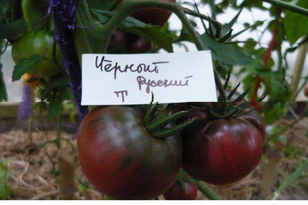 แบล็กรัสเซีย